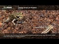 Science Bulletins: Deadly Larvae Lure Predators