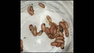 Little Bird Cleaning The Many Parasites In The Body Of The Suffering Little Bird -