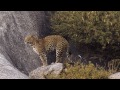 leopards