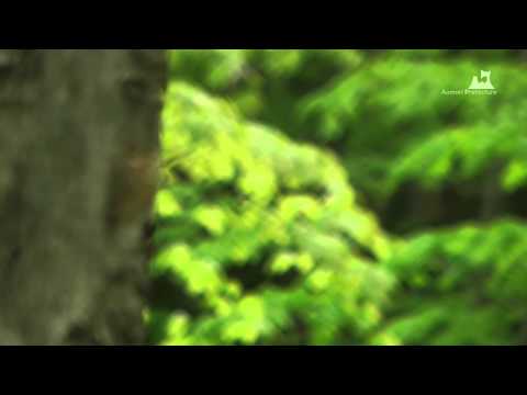 蔦野鳥の森（春夏） - ブナ林 - 0109A