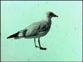 Forgetfulness - Billy Collins Animated Poetry