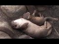 TubeChop - Rare Species Conservation Centre - Smooth Coated Otter Pups (00:30)