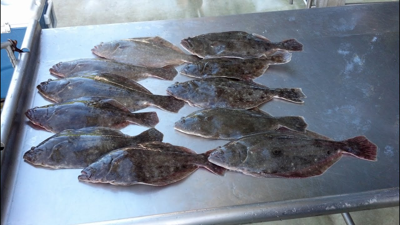 What Is The Best Bait For Fluke In Nj at Vern Taylor blog