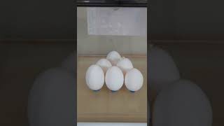 What Happens To Eggs In A Vacuum Chamber?