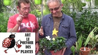 Tuto Jardinage Gardénia Comment Le Faire Fleurir Entretien Et Arrosageplante Verte Dintérieur