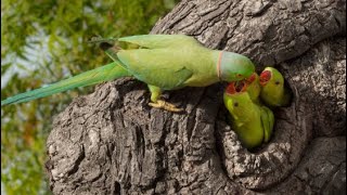 Alexandrine Raw Parrots Feeding Baby Time 2024 | Amazing Parrots 🦜 Wow Raw Baby 