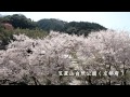 笠置山の桜