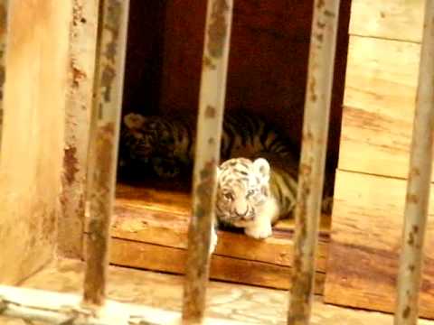 アムールトラの三つ子ちゃん - Amur Tiger Cubs at Tokyo．
