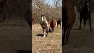 Feeding Frenzy!😂 #Shorts #Horses #Herd #Equine