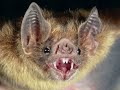 Chomp