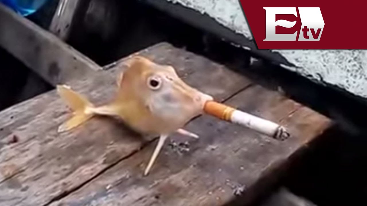 Рыба дудка