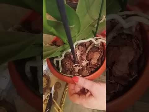 Кератома удаление в домашних условиях Кератома удаление в домашних условиях