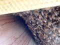 Essaim d'abeille de 3 semaines dans une ruche kenyane