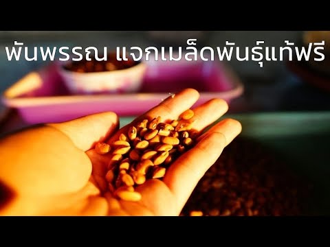 EP.6 พันพรรณแจกเมล็ดพันธุ์ฟรี วิธีการขอ
