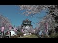 横手城と桜