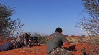 Impala Hunting with Uhlenhorst Hunting Safaris