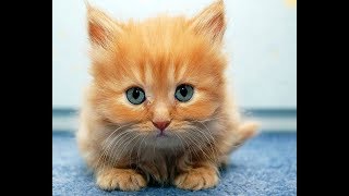 Веселые Коты И Котята | Топ-Подборка Видео Приколов Со Смешными Кошками