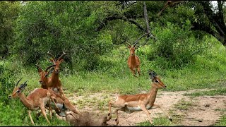 Another INCREDIBLE Painted Dog Hunt!