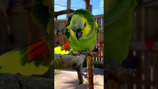 Talking And Laughing Amazon Parrot
