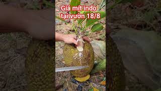 Giá Mít Indo 1882025