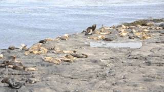 Sealions Hauled Out