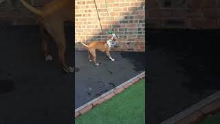 6 Month Old Irish Staffordshire Bull Terrier