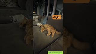 Symon Says Here Is My Lazy Cat Sister Gigishe Does Nothing All Day