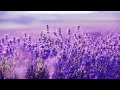 Purple Flowers: Beautiful Harp Music For Deep Sleep