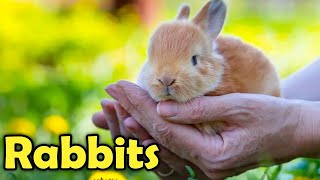 Beginners Guide To Care For A Pet Rabbit