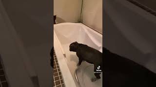 Pe Bain Pour Rya Pee Staffie