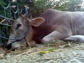 Sapi Super Habis Ngamuk images Sapi Super Habis Ngamuk