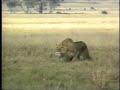 Lions