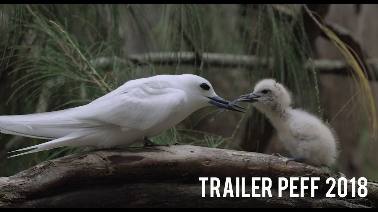 PATAGONIA ECO FILM FEST 2018 - Trailer
