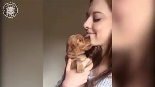 Cute & Funny Dog Vines (2019)
