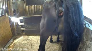 Horse Poop