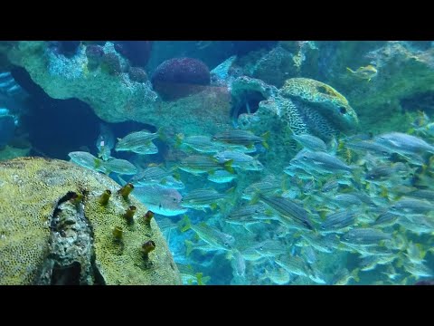 🐠🐟 Beautiful 😍