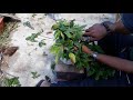 Kĩ thuật tạo dáng cho cây mai bonsai
