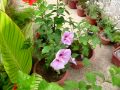 cuisiner les fleurs d'hibiscus