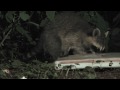 A Night Out With the Raccoons! Part 1 (720p60) [Backyard Bag Feeder Project]