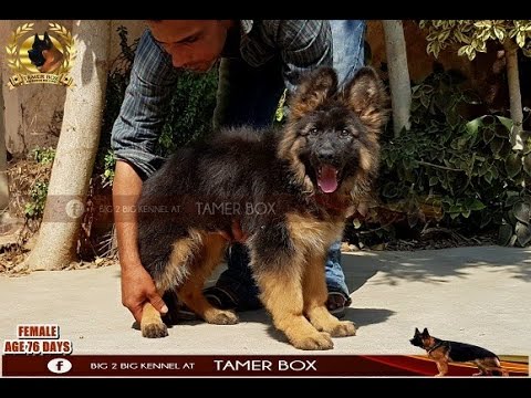 الأرشيف اجمل رويال بلاك ف مصر نتايه رويال بلاك لونج هير دبدوبه ديل