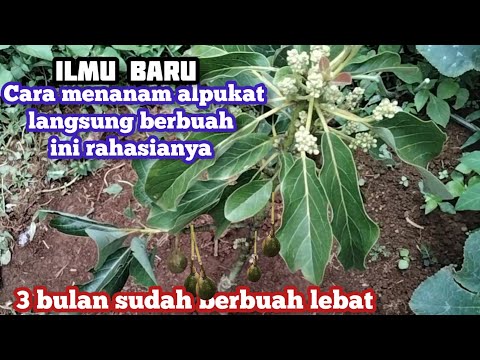 ilmu baru!! rahasia menanam alpukat langsung berbuah