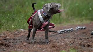 Staffordshire Bull Terrier - Pulling Training