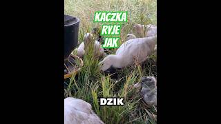 Kaczka Ryje Jak Dzik