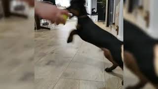 Jagdterrier 3 Miesiące Aport.