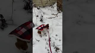 Almost Time To Start Hunting In The Snow