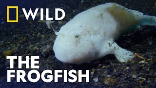 Frogfish Master Of Disguise Wild, Smart And Deadly National Geographic Wild