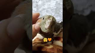 Barmen Naley Vsem Ot Menya Viyu