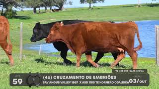 LOTE 59 - VENTRES ANGUS - LEILÃO SÃO BIBIANO 2021