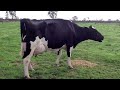 2013 Holstein Australia Video Judging Competition