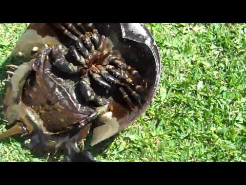 Horseshoe Crab Habitat. Baby horseshoe crab